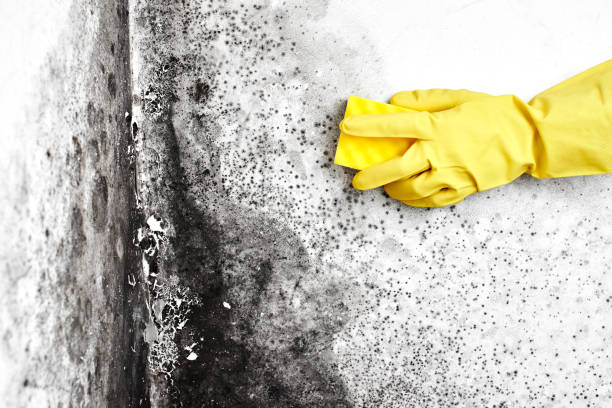 Best Mold Damage Repair  in Miamisburg, OH