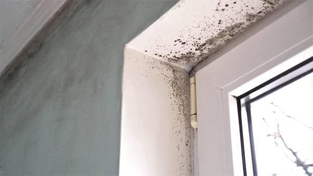 Best Mold Remediation Experts  in Miamisburg, OH