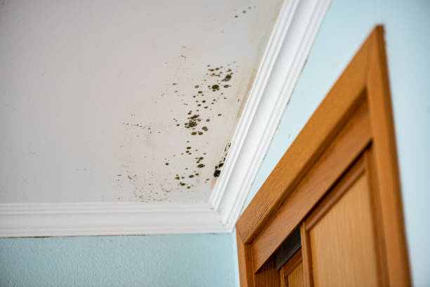Best Mold Damage Repair  in Miamisburg, OH