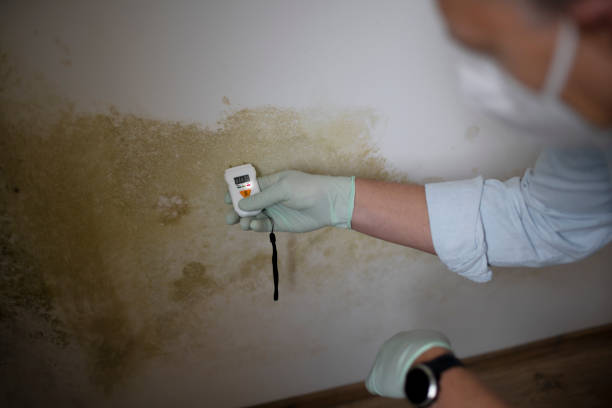 Best Black Mold Removal  in Miamisburg, OH