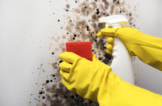 Best Toxic Mold Removal  in Miamisburg, OH